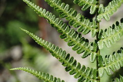 Dryopteris oreades