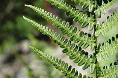 Dryopteris oreades