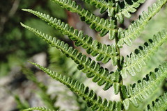 Dryopteris oreades