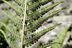 Dryopteris oreades
