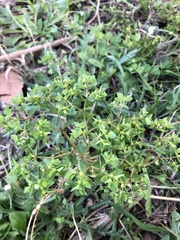 Euphorbia peplus peplus