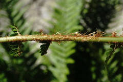 Dryopteris oreades