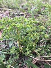 Euphorbia peplus peplus