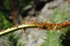 Dryopteris oreades