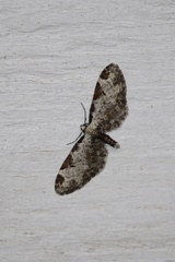 Eupithecia ravocostaliata