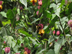 Bombus hortulanus