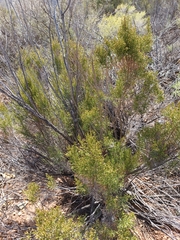 Dicerothamnus