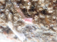 Serpula vermicularis