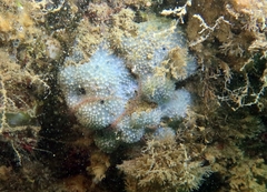 Dysidea fragilis