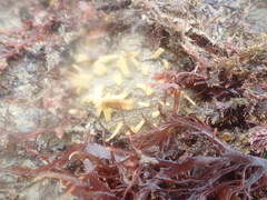 Polymastia penicillus