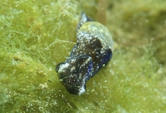 Haminoea exigua