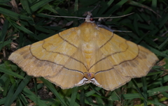 Gracilodes caffra