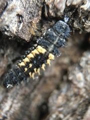 Harmonia axyridis