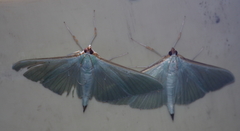 Stemorrhages sericea