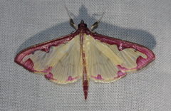 Cadarena pudoraria
