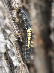 Harmonia axyridis
