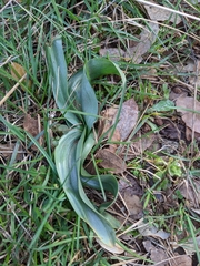 Colchicum longifolium