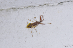 Epidaus famulus
