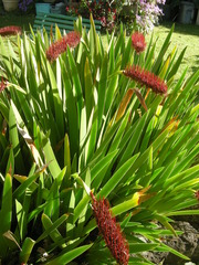 Xeronema callistemon