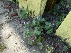 Lamium purpureum