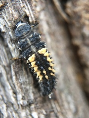 Harmonia axyridis