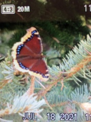 Nymphalis