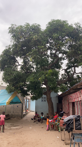 Indian mango