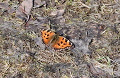 Nymphalis xanthomelas