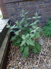 Pentaglottis sempervirens