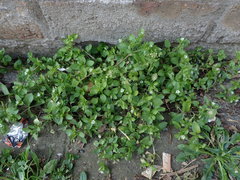 Stellaria media