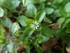 Stellaria media