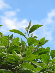 Varronia cylindrostachya