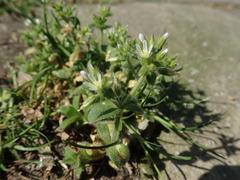 Cerastium glomeratum