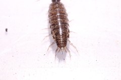 Chaetophiloscia elongata