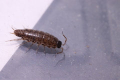 Chaetophiloscia elongata