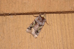 Cerastis enigmatica