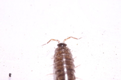 Chaetophiloscia elongata