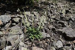 Campanula alliariifolia alliariifolia