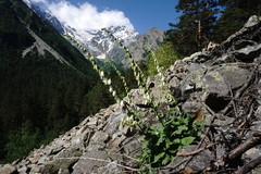 Campanula alliariifolia alliariifolia