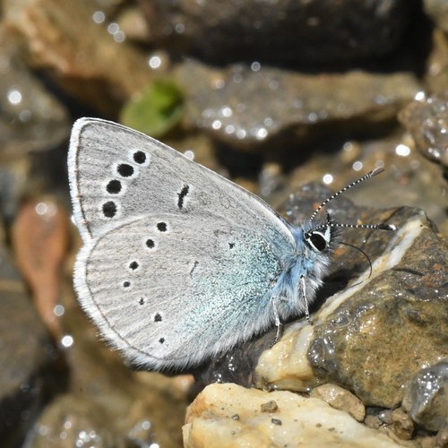 Green-underside Blue