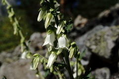Campanula alliariifolia alliariifolia