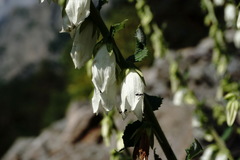 Campanula alliariifolia alliariifolia