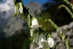 Campanula alliariifolia alliariifolia