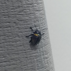 Chrysolina auripennis