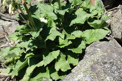 Campanula alliariifolia alliariifolia