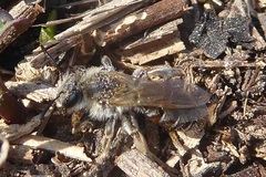 Andrena ventralis