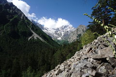 Campanula alliariifolia alliariifolia