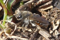 Andrena ventralis