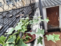 Hedera helix