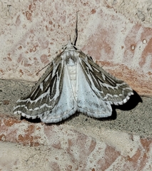 Plataea trilinearia